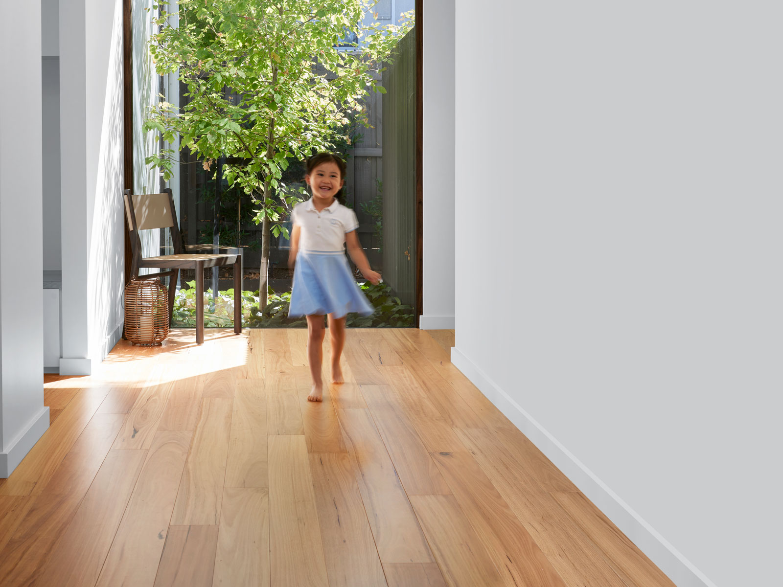 australian species blackbutt