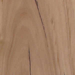 Blackbutt